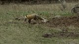 实拍：狐狸勇猛对抗入侵的獾，为了幼崽与獾展开生死搏斗！