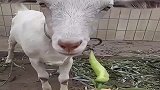 奇葩主人 ，给山羊喂食辣椒？