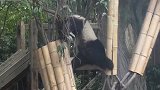 熊猫：劳资还是很有实力的，专业高空表演
