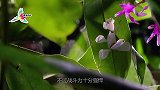 眼斑螳螂VS兰花螳螂，谁能更胜一筹？镜头拍下全过程