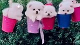 太多了吧，这茶杯犬
