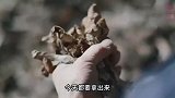 东北经典名菜小鸡炖蘑菇 天冷了，东北人开始吃小鸡炖蘑菇啦