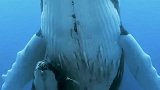 鲸鱼妈妈将小鲸鱼好好保护在自己的肚子下，母爱真伟大
