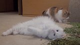 6只猫咪正在吃猫薄荷，下一秒一哄而散，这是怎么回事？