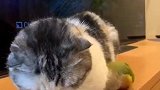 打扰猫休息的鹦鹉
