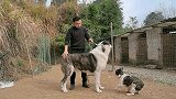 顶级猛犬藏獒遭遇俄罗斯巨型斗犬中亚牧羊犬，会爆发一场战斗吗？