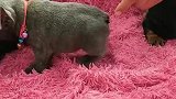 妈呀！这要杀狗呀！