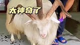 山羊居然三只角，太神奇了