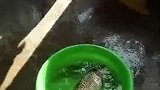 猫：铲屎的，我拿一条去晒小鱼干！