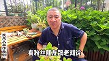 秋天绣球的叶子为什么变黄？盆栽和地栽的表现有什么不同？