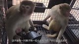 猴子把小女孩当成亲生孩子，每天细心照料，可以与亲妈媲美了！