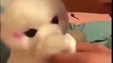博美：主人说今天吃红烧狗肉，狗子立马翻脸，誓死不从