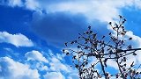 蓝天白云下，凋零的花树亦张扬着美感