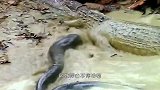 这大概是鳄鱼最憋屈的死法了，躺在岸边不停抽搐，几秒便送了命！