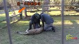 猎豹袭击工作人员，同伴抓住豹腿狂抡720度猎豹被吓瘫
