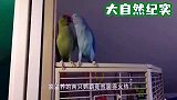 两只鹦鹉在聊天，主人好奇走进听清楚后，忍不住直接笑喷了