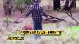 狗狗遭袋鼠锁喉，男子上前一拳将袋鼠打懵