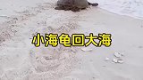 不是每个小海龟都能回到大海