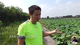 莲藕长到水面上来了，荷塘开满白莲花，真羡慕小户农家的生活环境
