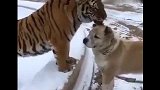 虎親愛的！我吻你,你感動嗎？ 狗哎呦喂呀 你吻我,我敢動嗎