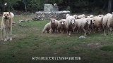 牧羊犬为保护羊群，直接搏斗恶狼，镜头记录惨烈全过程