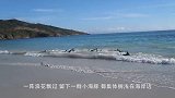 三只海豚随浪而起，本以为海豚要搁浅，下秒却画风突变
