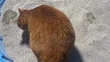 胖萌猫咪惊人行为，你不看后悔