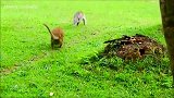 强壮的雄性猴子攻击！