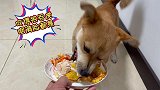 5岁的中华田园犬第一次吃营养餐，狼吞虎咽吃得满脸都是，看哭了