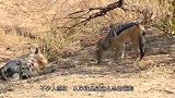 没见过这么怂的鬣狗，被小狐狼挑衅，完全不敢还击
