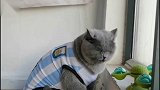 当！你的零食试吃员已上线！家有萌宠 喵星人 贪吃猫