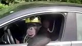 猩猩都开车了是不是成精了