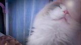 布偶猫：躺在我窝里的那只猫，快走开！不然我削你