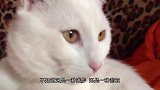 老鼠被猫咪围困墙角，竟机智装死躲过一劫，猫咪看了一脸懵逼
