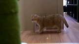 金渐层猫咪闯迷宫，铲屎官用纸板建了个迷宫，看小猫咪如何闯关！