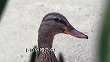 鳄鱼水中追逐鸭子，鸭子这一招躲过了鳄鱼，却没有躲过它