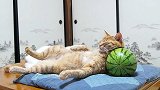 猫咪枕着大西瓜睡觉，模样滑稽可爱，网友：你是怕西瓜被偷吗