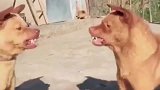 中华田园犬兄弟！咱们这也算是不打不相识了吧！