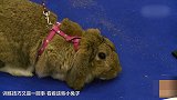 小兔子“跨栏”比赛 最快的12秒 跑完全程