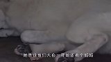 狗狗不愿与人接触，整天呆在狗窝里不肯出来，原因令人心疼