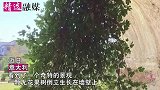 真“逆”生长！考古公园出现奇景，无花果树从建筑物穹顶至下生长