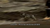 女子湖边放生小鱼，不料放生变杀生，镜头拍下全过程！