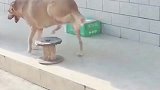 成精的狗狗见多了，爱坐凳子的狗还是第一次见，实在太搞笑了