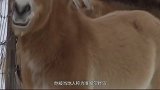 地球存在的野马，就在我国新疆，曾被西方人偷卖给马戏团