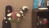 猫：铲屎官，这墙太高了我爬不上去！