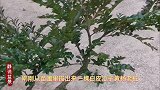 从地里拔出来一棵白皮瓜子黄杨，经过一番精心布局打扮，大方优雅