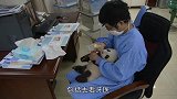 熊猫宝宝，小熊猫去看牙齿，三个月的熊猫救有24颗乳牙了
