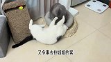 肥仔白猫和姐姐蓝猫的日常抢窝，看看谁比较厉害！