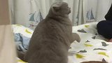 把猫咪惹急了会有什么后果？主人决定试试看
