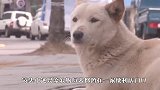 可怜的流浪狗，失去伴侣后孩子也没了，举动看哭众人